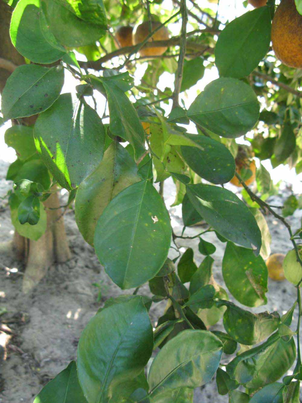              Shade leaves (Winter Haven, FL)       